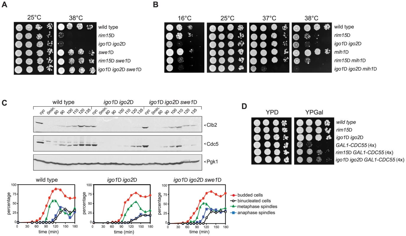 Deletion of <i>RIM15</i> or <i>IGO1</i> and <i>IGO2</i> affects the positive feedback loop for Cdk1 activation.