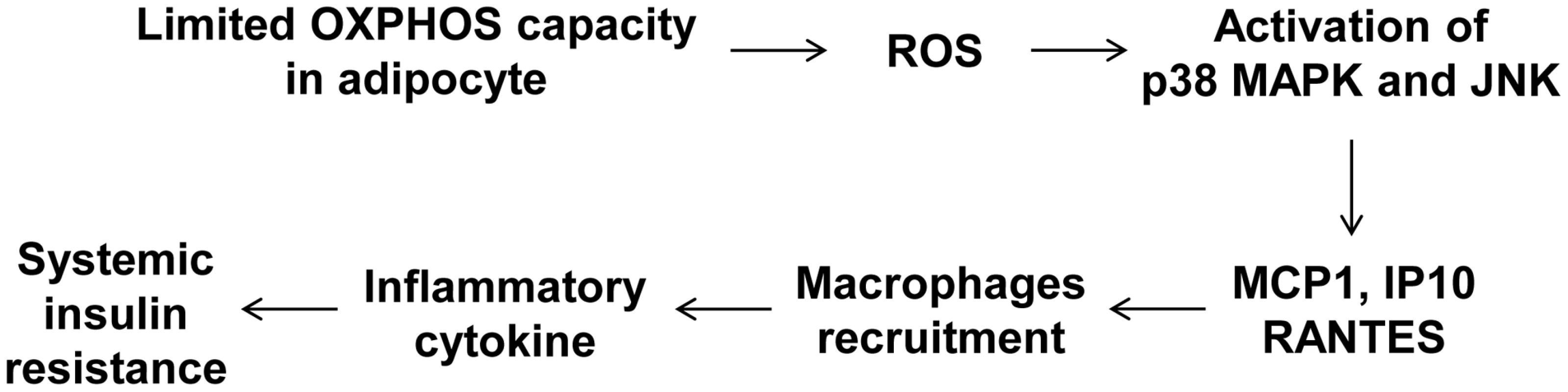A model of the systemic insulin resistance developed by <i>Crif1</i>-haploinsufficient mice, which shows limited adipose OXPHOS capacity.