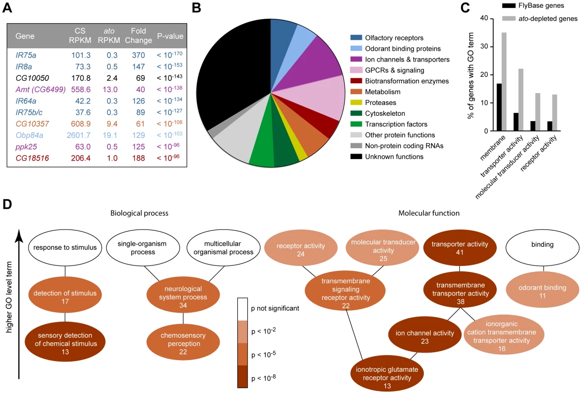 Functional categorization of 250 genes depleted in <i>ato.</i>