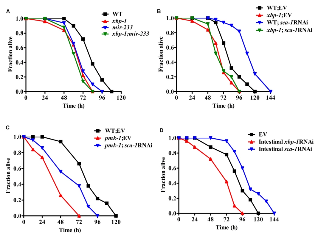 The SCA-1/XBP-1 pathway in the intestine functions as a regulator of innate immunity mediated by PMK-1.