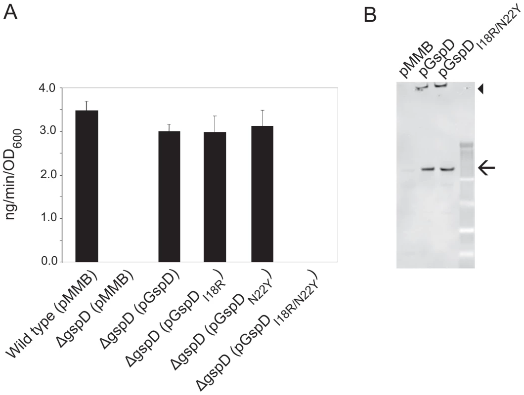 Simultaneous substitution of Ile18 and Asn22 in <i>V. cholerae</i> GspD results in inactivation of protease secretion by <i>V. cholerae.</i>