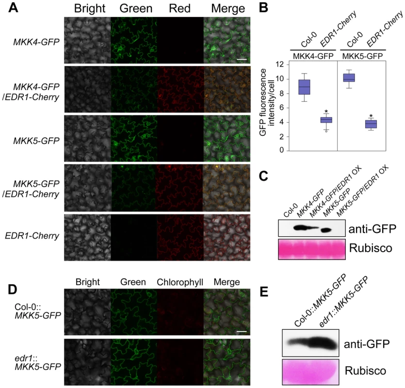 EDR1 regulates the protein levels of MKK4 and MKK5.