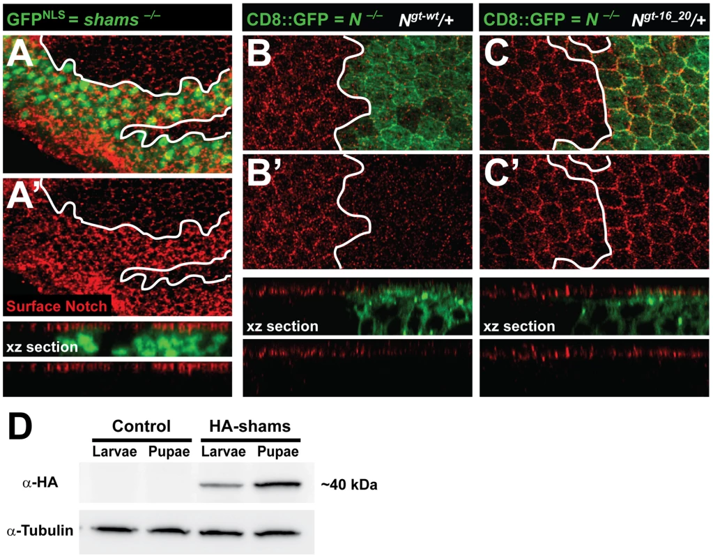 Increased surface expression of Notch in <i>shams</i> and <i>Notchgt-16_20</i> clones in the pupal wing.