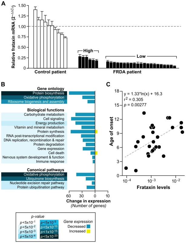 Patients with lower levels of frataxin correlate with age of onset of disease and have more compromised mitochondrial and protein biosynthetic function.