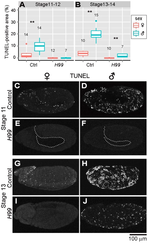 Involvement of host's apoptotic pathway in ectopic cell death in <i>Spiroplasma</i>-infected male embryos of <i>D. melanogaster</i>.