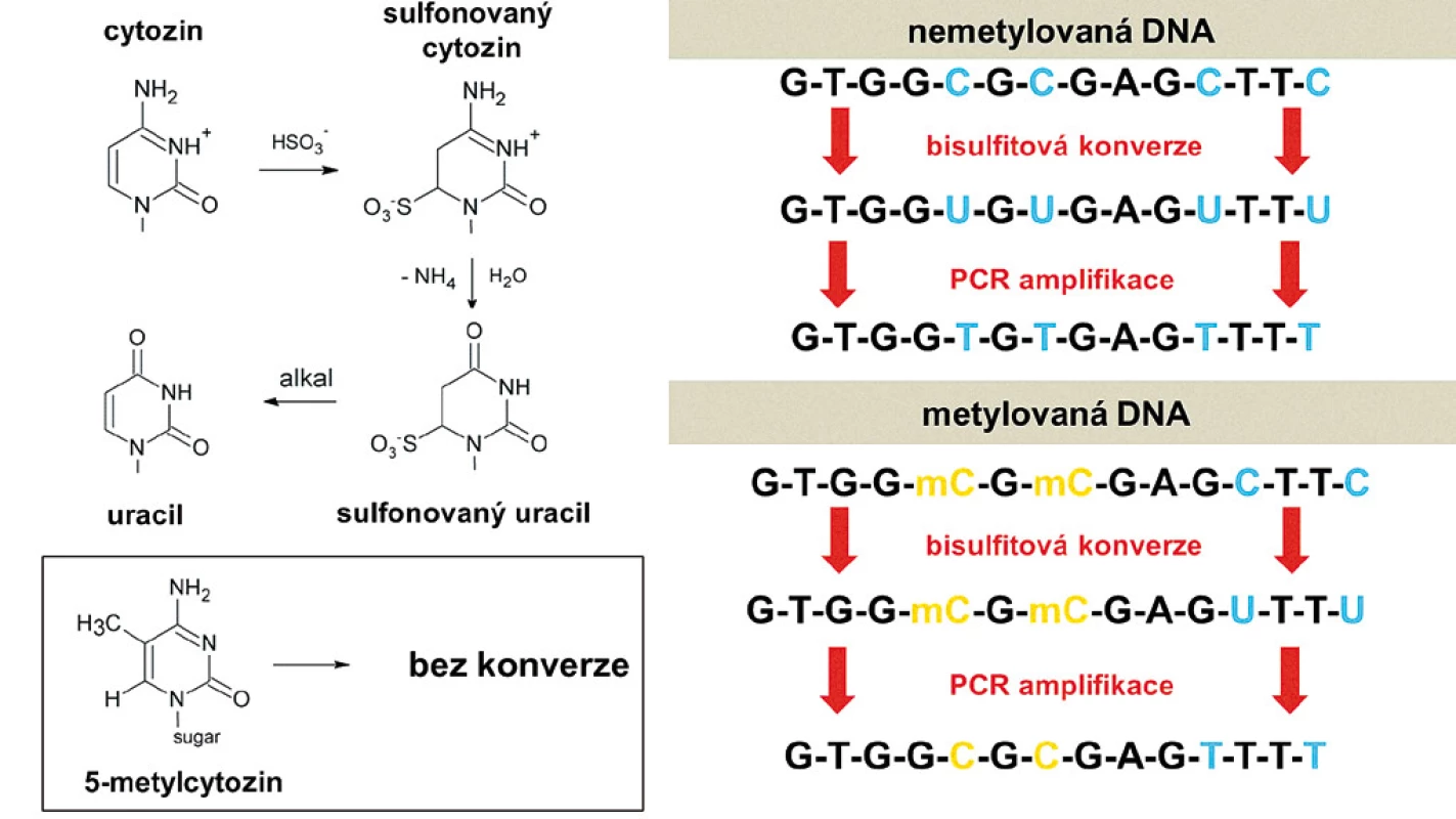 Základy bisulfitové konverze.
A. Cytozin je při reakci s bisulfitem (hydrogensiřičitanem sodným) sulfonován, deaminován, a nakonec při zvýšeném pH desulfonován až na uracil, zatímco metylcytozin je nezměněn. B. Stejná primární sekvence DNA se po bisulfitové konverzi a PCR amplifikaci liší v závislosti na tom, zda byla původně metylována či nikoliv. Metylcytozin se amplifikuje jako cytozin, zatímco uracil jako tymin.