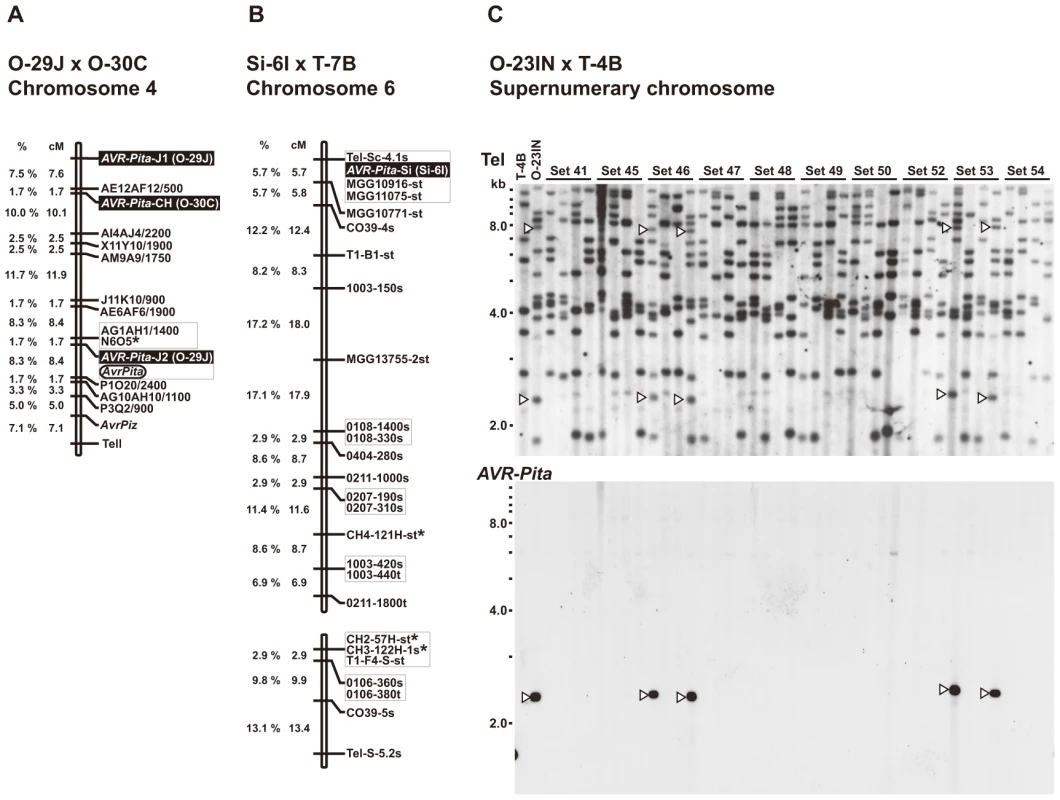 Linkage analyses of <i>AVR-Pita</i> homologs.
