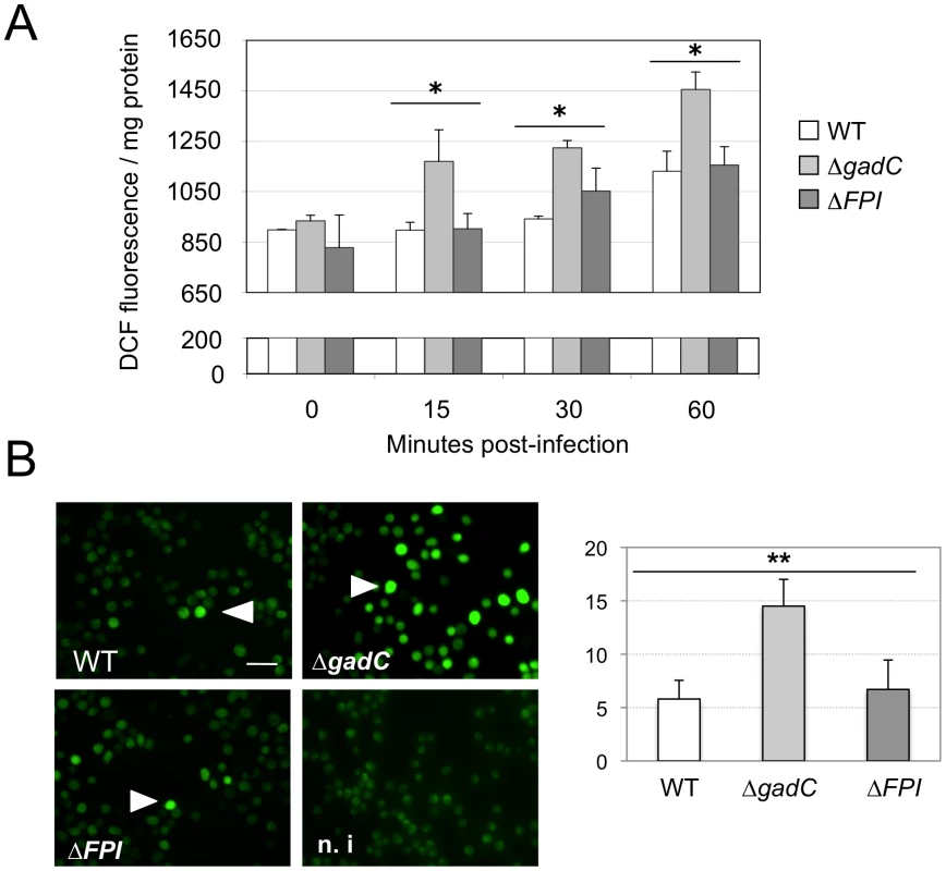 ROS dosage in infected J774.1 cells.
