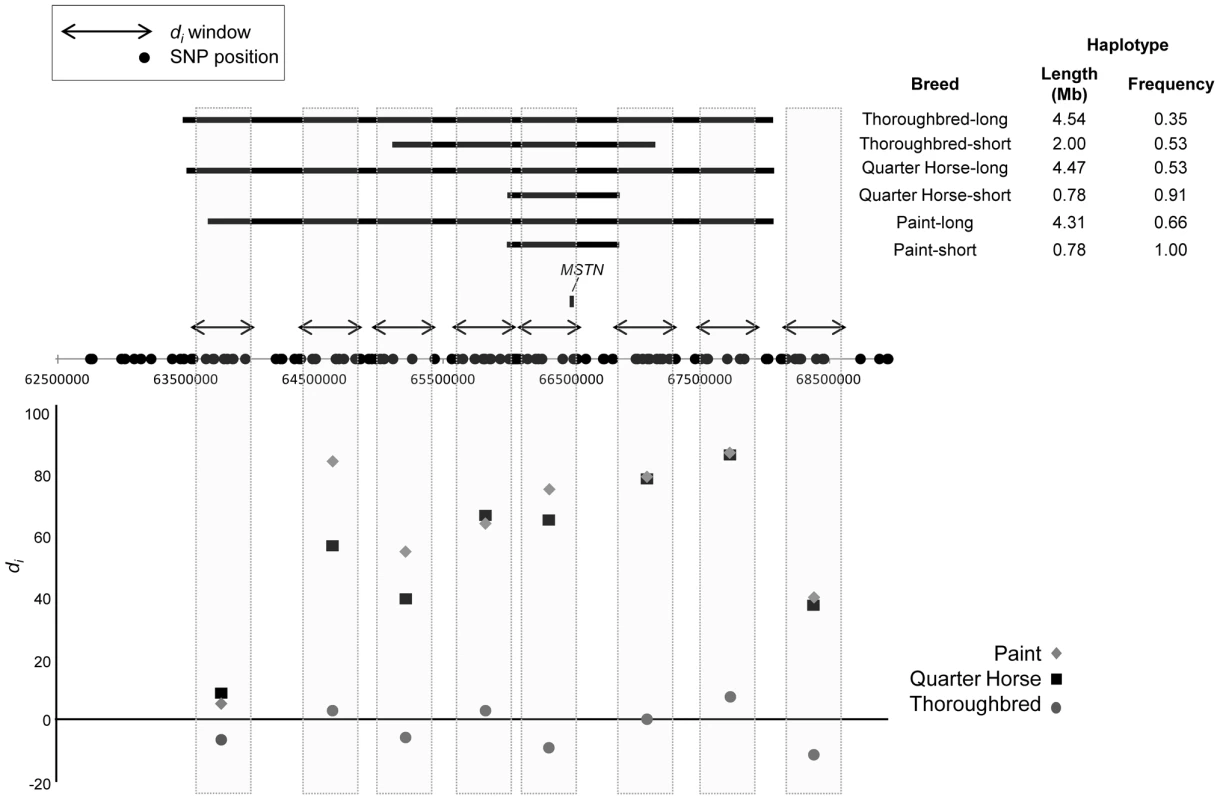 Significant signature of selection and associated haplotypes on ECA18 surrounding <i>MSTN</i>.