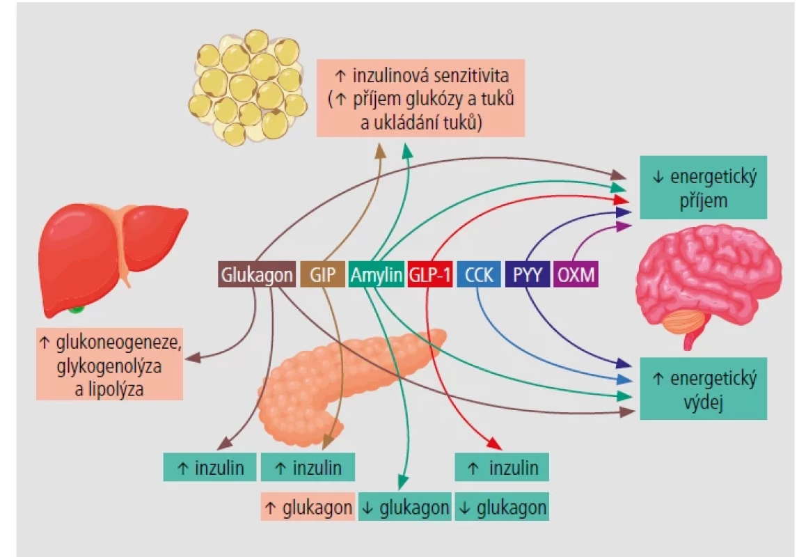Úloha klíčových hormonů v glukózové a energetické homeostáze.