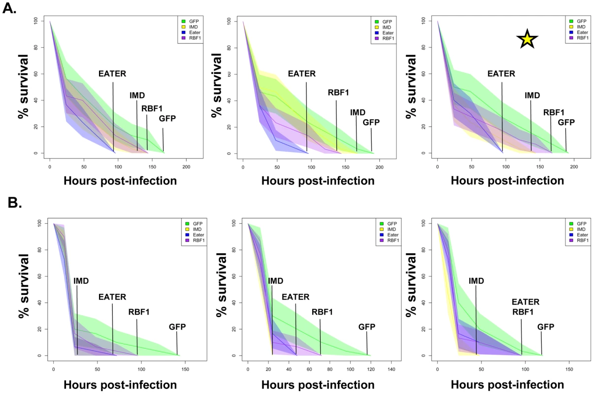 RBF1 is necessary for a proper immune response to Gram positive bacterial infection.