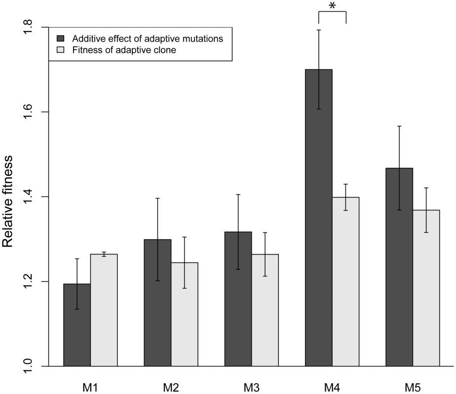 Adaptive mutations recapitulate fitness of adaptive clones M1–M3 and M5.