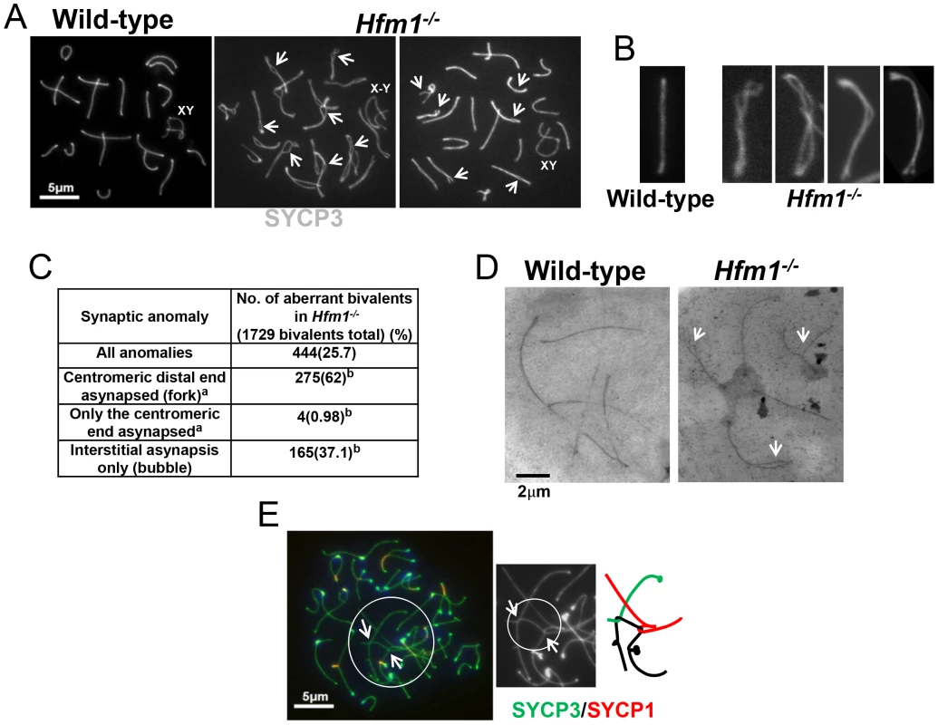 Homologous chromosomes pair normally and achieve initial synapsis in <i>Hfm1<sup>−/−</sup></i> spermatocytes.