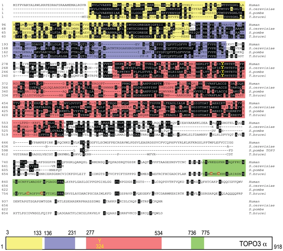 Alignment of <i>T. brucei</i> TOPO3α, human TOPO3α, <i>S. cerevisiae</i> and <i>S. pombe</i> Top3.
