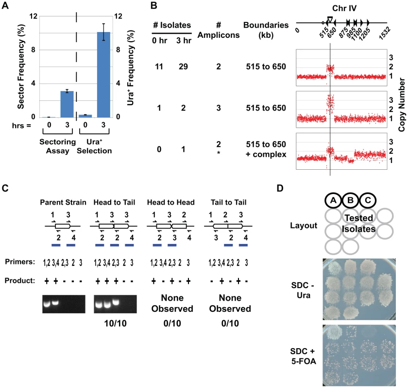 A selection-based assay for detecting RRIGA events.