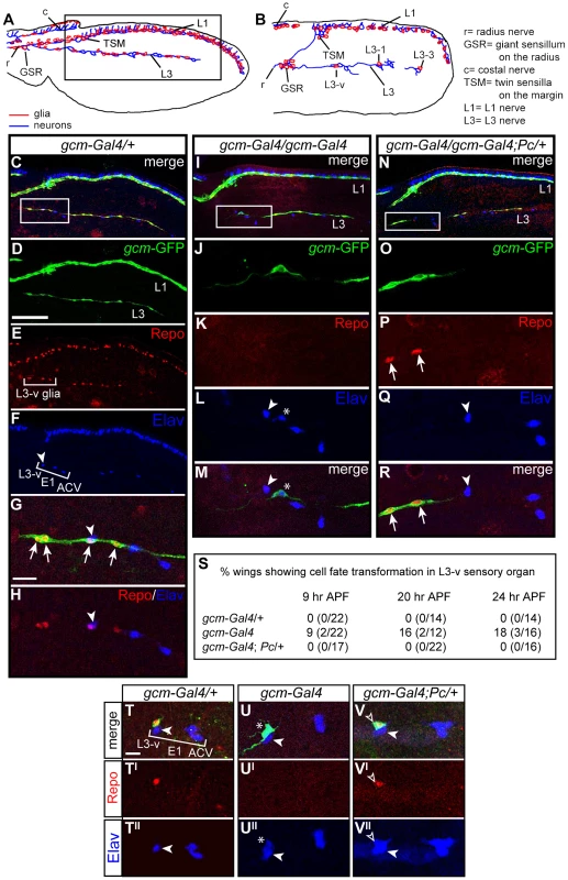 The <i>Pc</i> mutation rescues the <i>gcm</i> LOF phenotype.