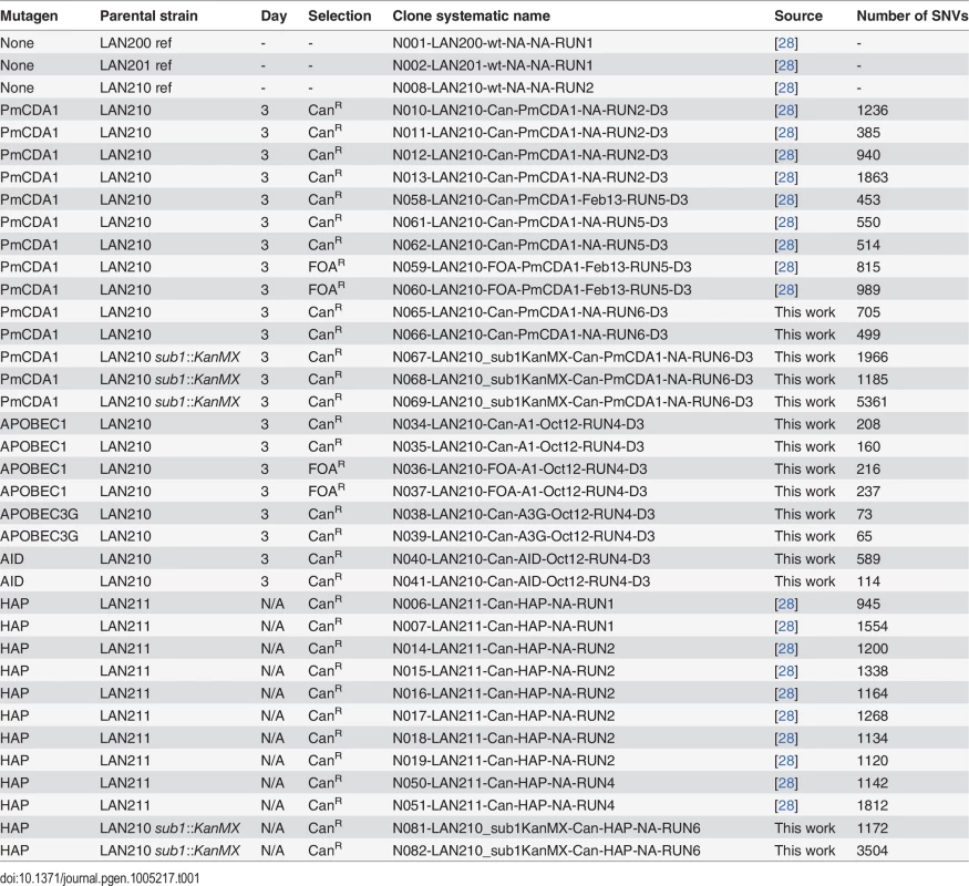Wild-type strains and mutant clones of yeast used in this work.