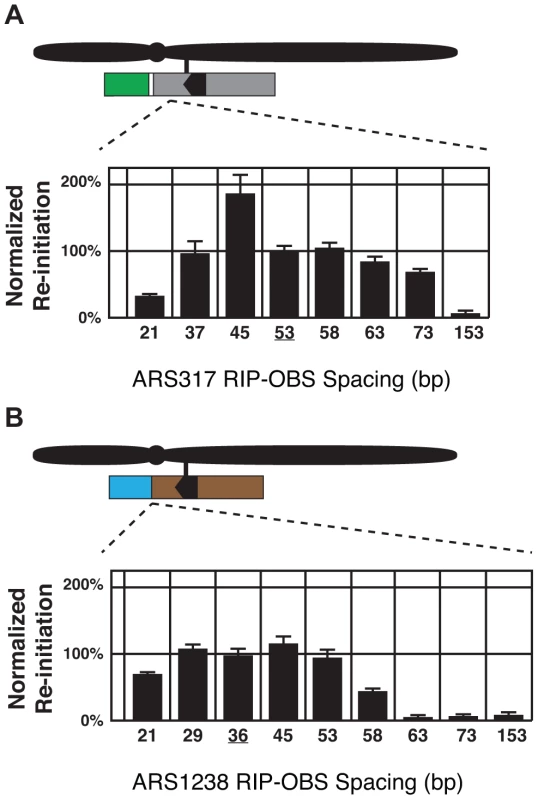 Re-initiation promoters function in close proximity to their origins.
