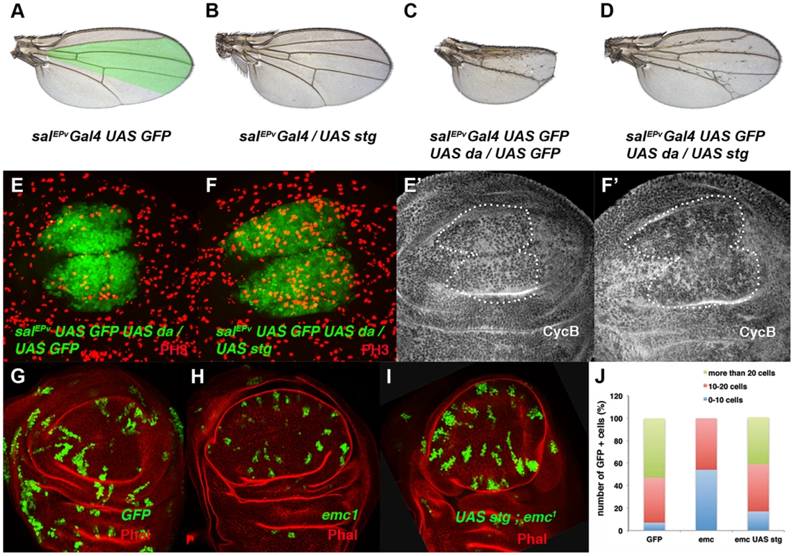 The ectopic expression of <i>string</i> is sufficient to restore the mitotic defects induced by the elimination of <i>emc</i> or the ectopic expression of <i>da</i>.