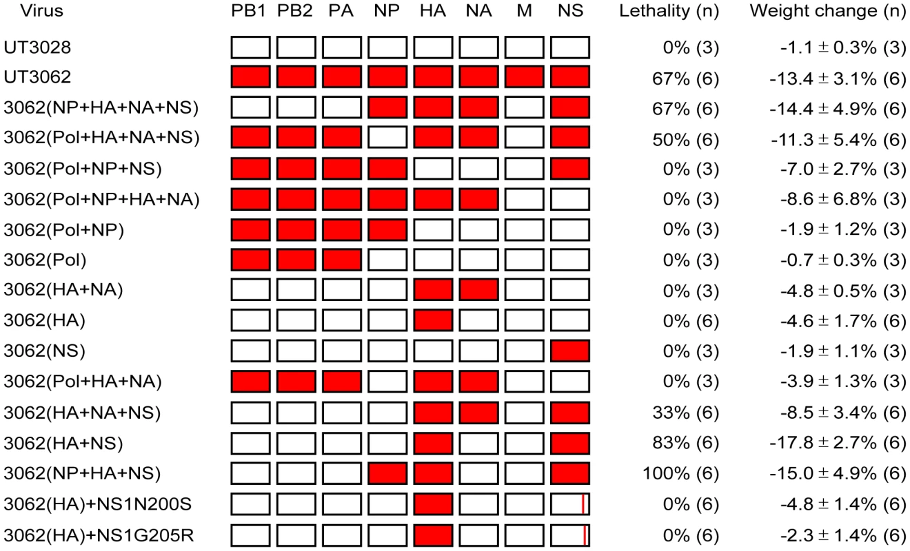 The HA and NS genes contribute to virulence in ferrets.
