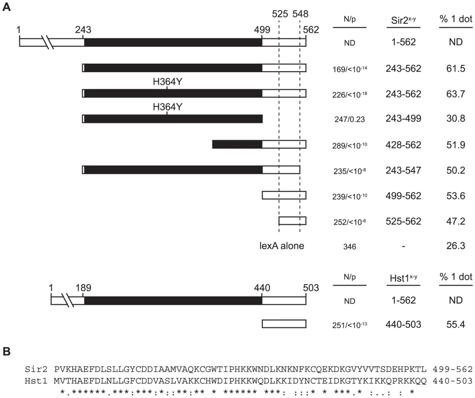 A non-catalytic domain of Sir2 mediates cohesion.