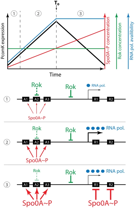 Cartoon of the uptick mechanism.