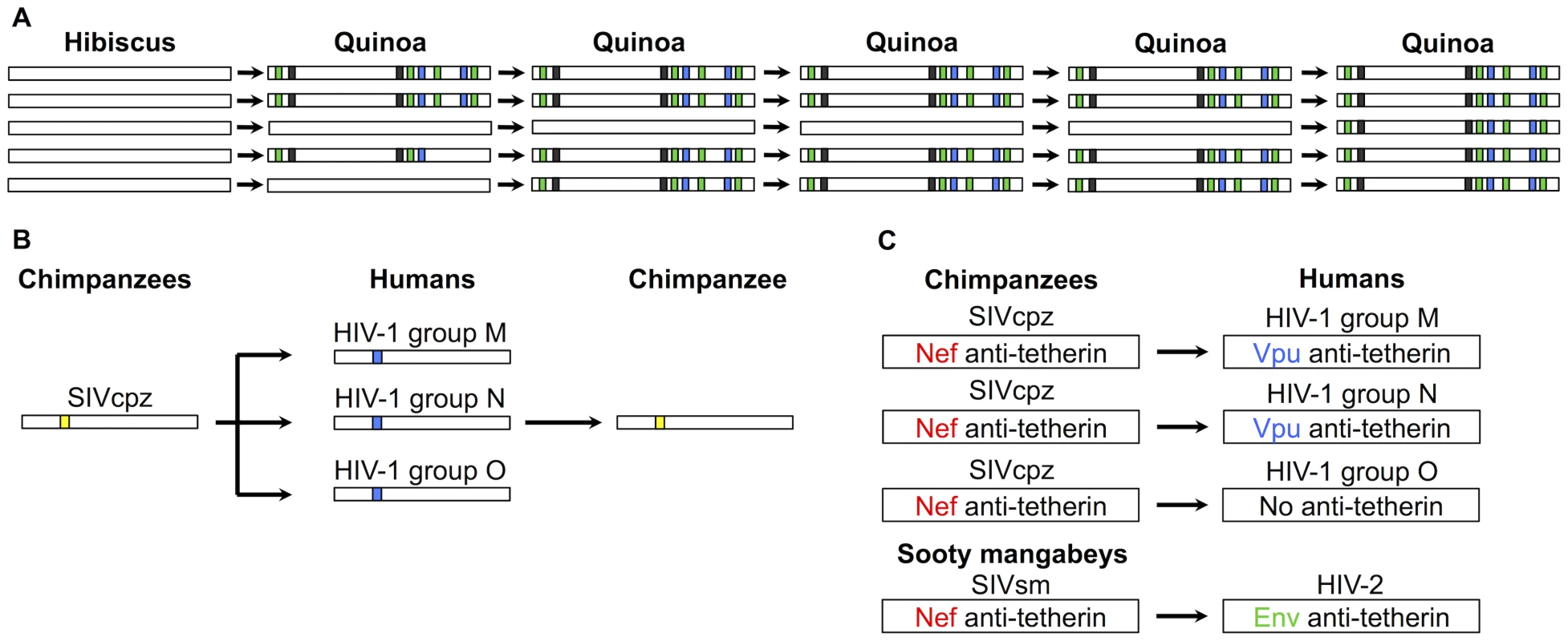 Examples of parallel adaptations following host shifts.