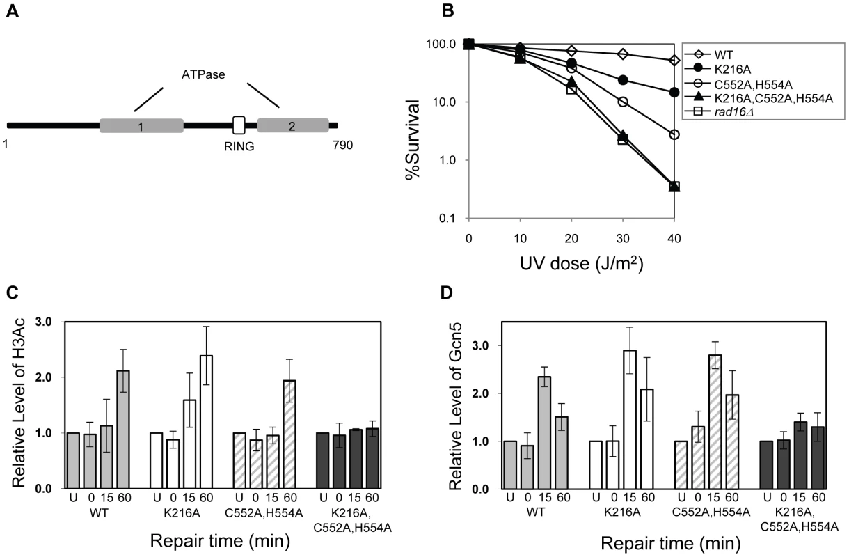 The effect of mutating specific domains in Rad16.