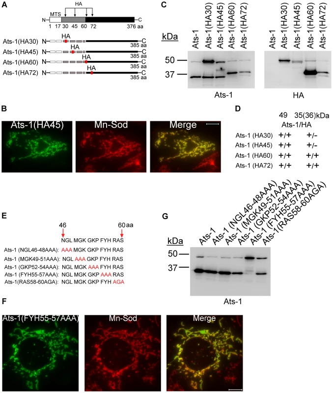 Ats-1 presequence is cleaved at a specific site.