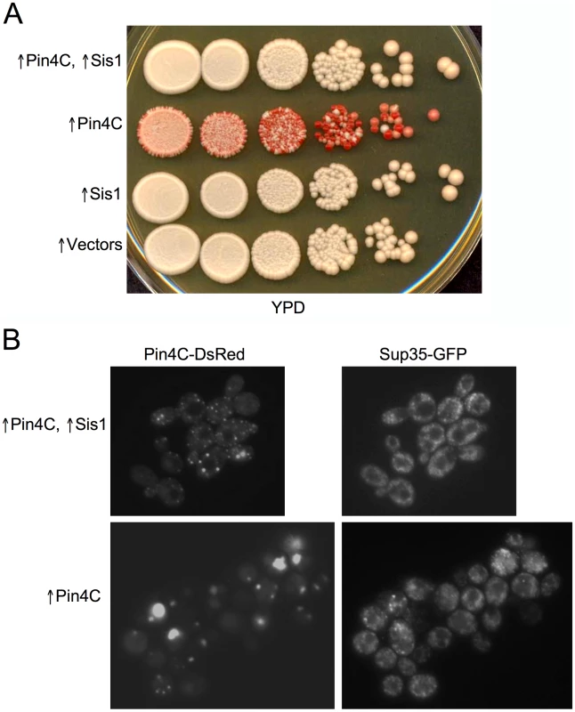 Overexpressed Sis1 reduces elimination of [<i>PSI</i><sup>+</sup>] by excess Pin4C.
