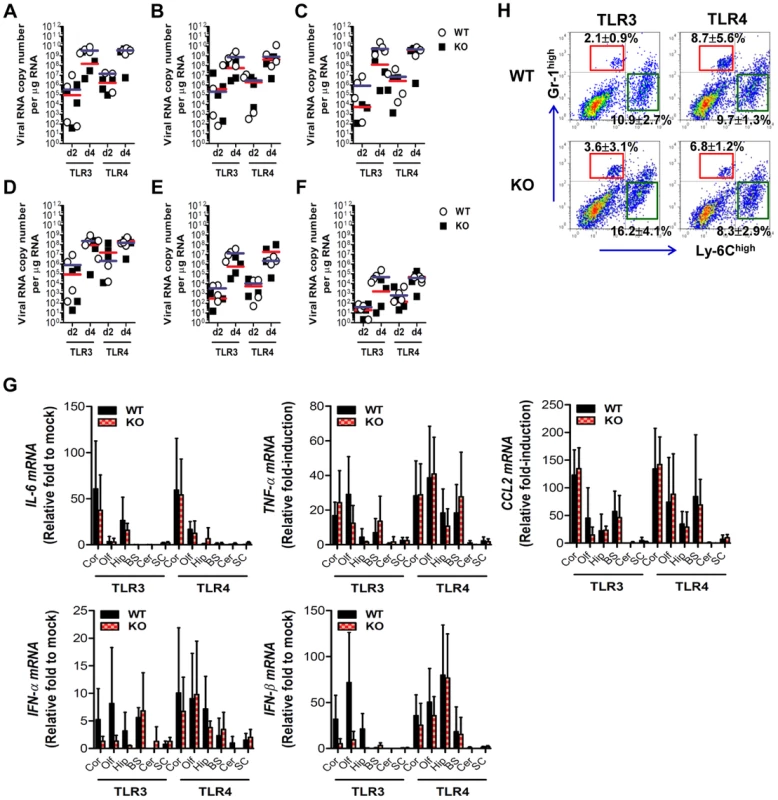 The spread of JEV in the brain of TLR3<sup>−/−</sup> and TLR4<sup>−/−</sup> mice after intracranial inoculation.