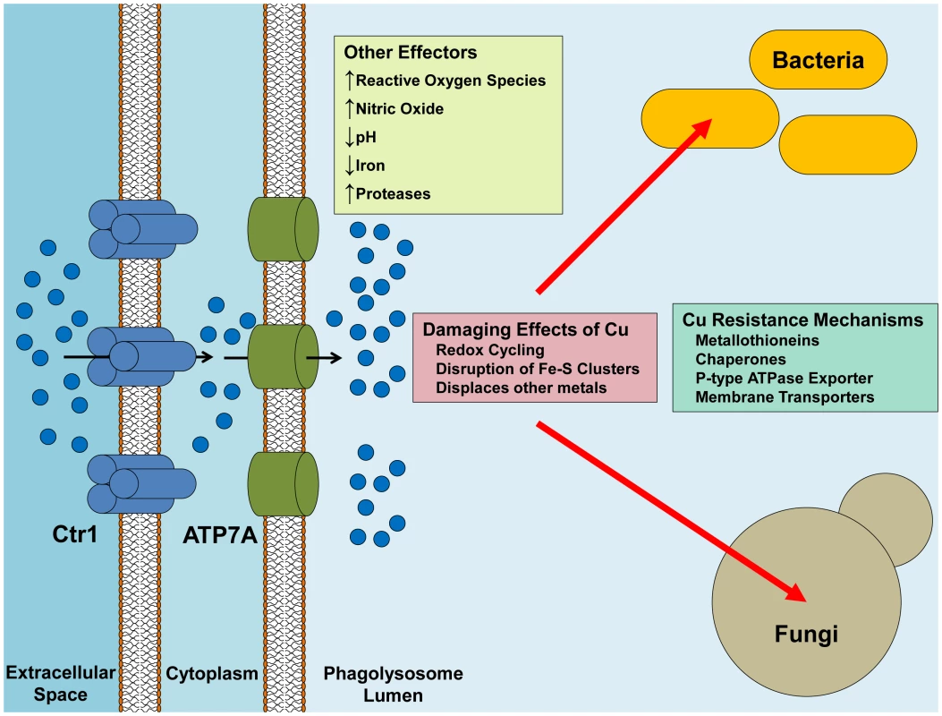 Delivery of Cu from the macrophage to the pathogen.