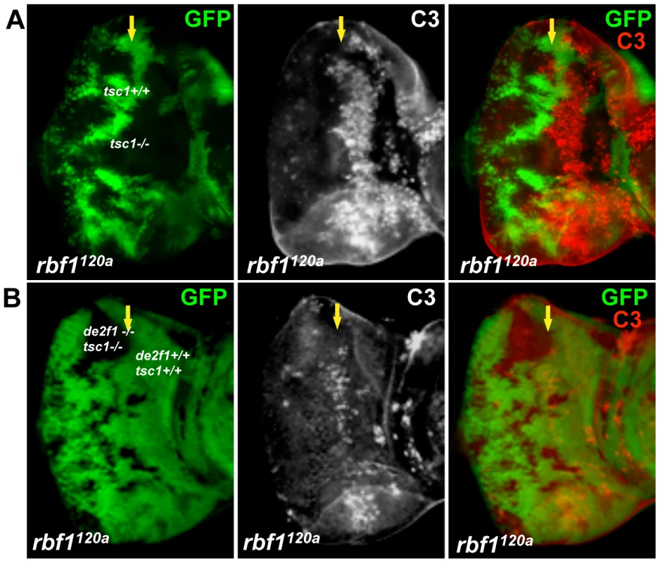 dE2F1 is required for the ectopic cell death induced by <i>tsc1</i> mutations in the <i>rbf1<sup>120a</sup></i> eye discs.
