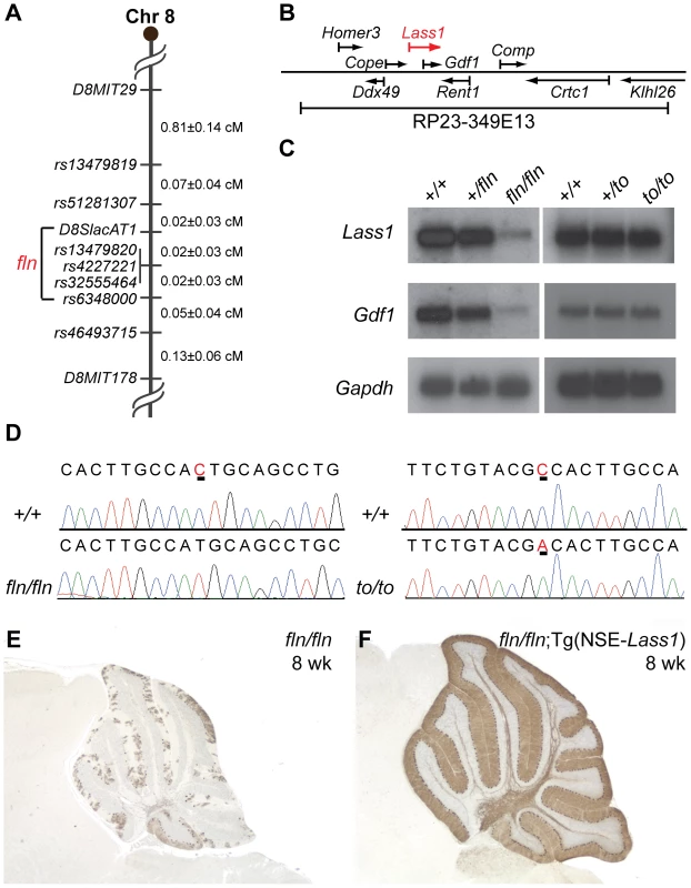 Genome mapping and identification of the flincher and toppler mutations.