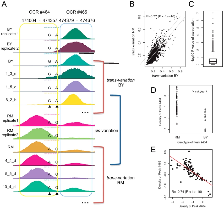 Measurement of <i>trans</i>- and <i>cis</i>-variation.