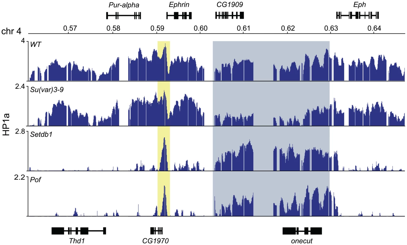 HP1a binds two unexpressed genes in the middle of the 4<sup>th</sup> chromosome independently of Setdb1 and POF.