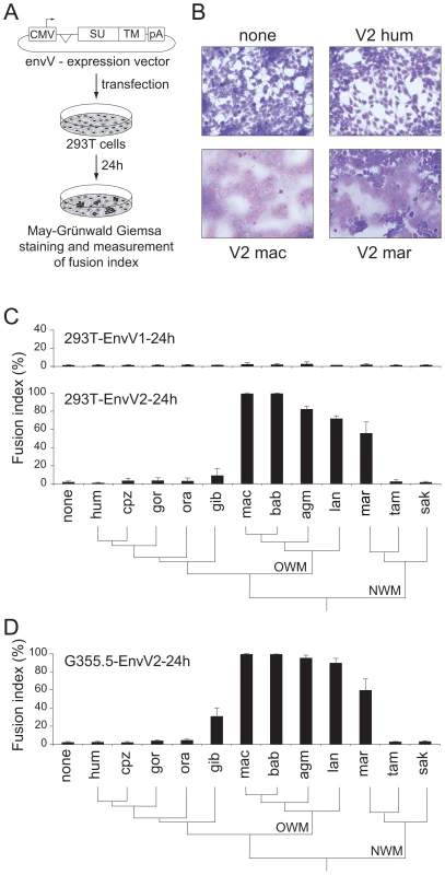 Cell–cell fusion assay for the primate EnvV proteins.