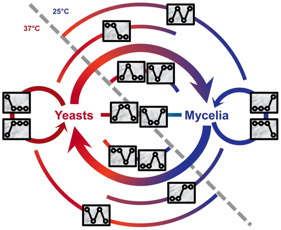 Signature expression patterns and genes implicated in different stages of the life cycle of <i>P. marneffei</i>.