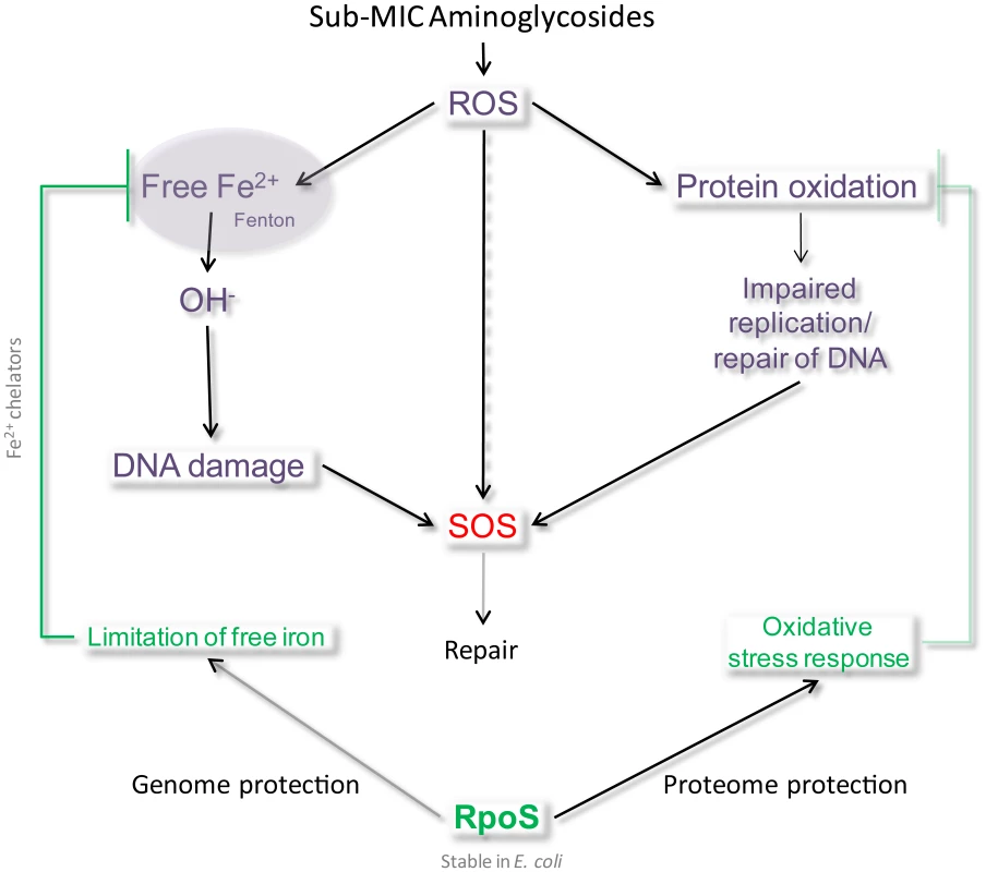 Model of SOS induction by sub-MIC aminoglycosides.