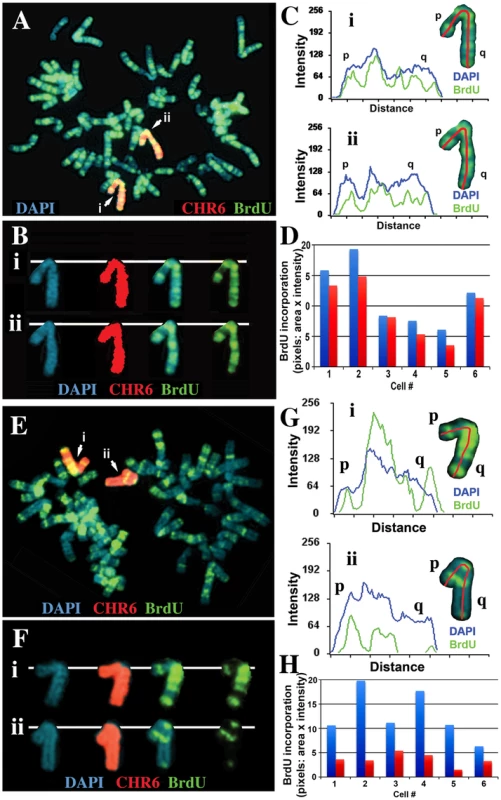 Delineation of the critical region required for DRT on chromosome 6.