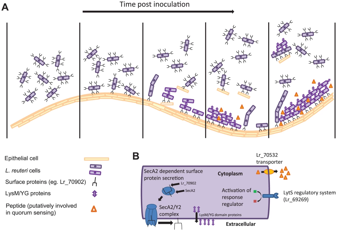 Model depicting the <i>in vivo</i> biofilm formation of <i>L. reuteri</i>.
