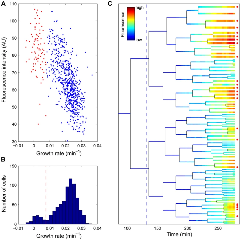 Growth inhibition and clonal cell death correlate with a high stress response.