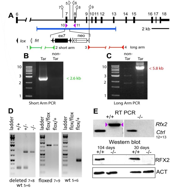 Generation <i>Rfx2</i><sup><i>-/-</i></sup> <i>mice</i>.
