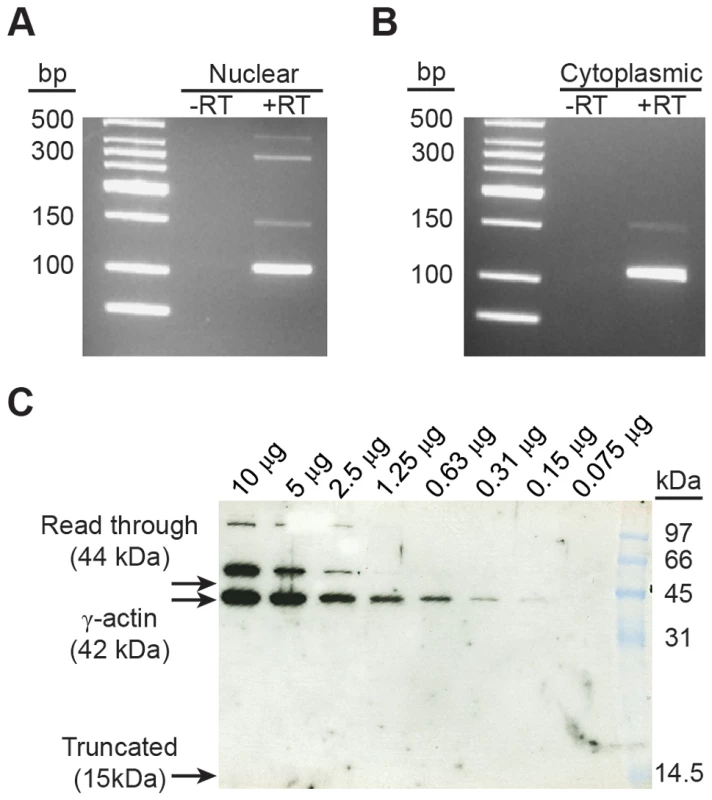 Exon 3a containing alternatively spliced <i>Actg1</i> is exported to the cytoplasm, but does not produce a stable protein.