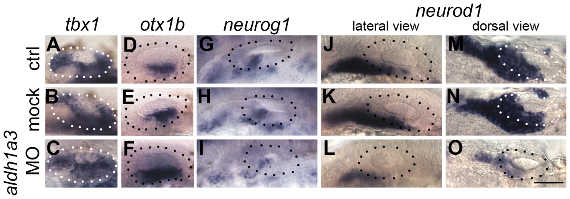 <i>aldh1a3</i> is required to pattern the zebrafish otic vesicle.