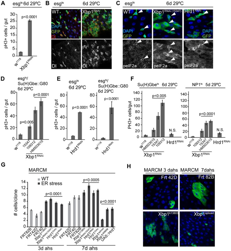 The UPR<sup>ER</sup> is sufficient and required in ISCs to promote proliferation.
