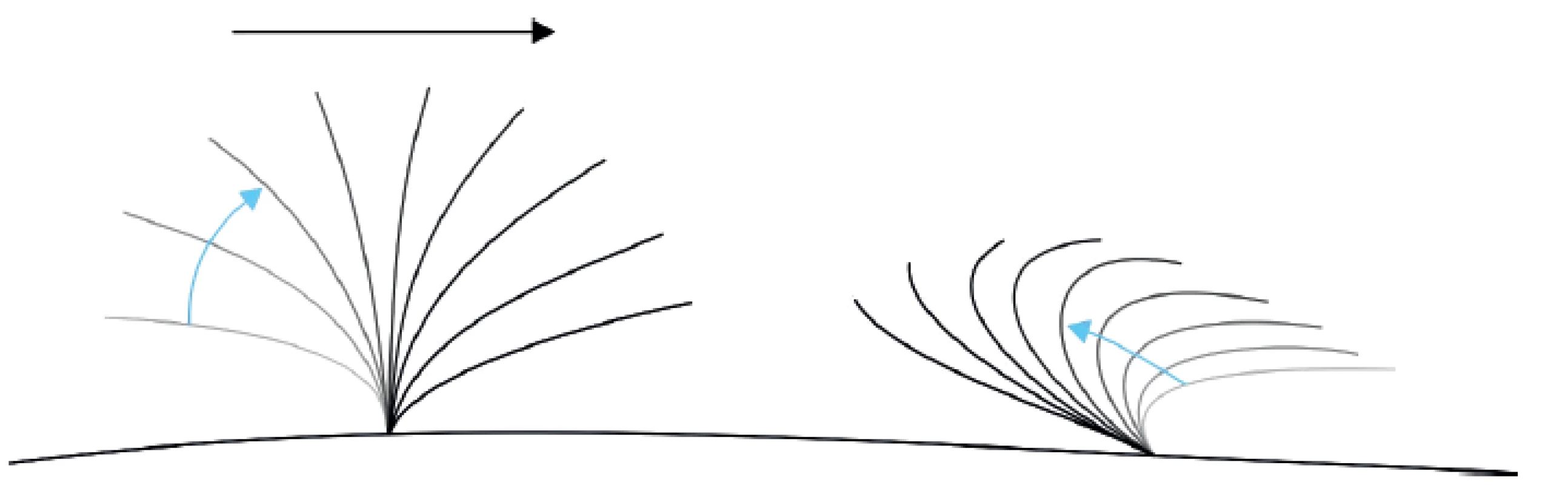 Schéma typického pohybu řasinky v respiračním epitelu, vlevo forward stroke, vpravo backward sweep, hlen je posouván doprava.
Fig. 1. Schema of a typical motion of cilia in the respiratory epithelium, forward stroke on the left, backward sweep on the right, mucus is moved to the right.