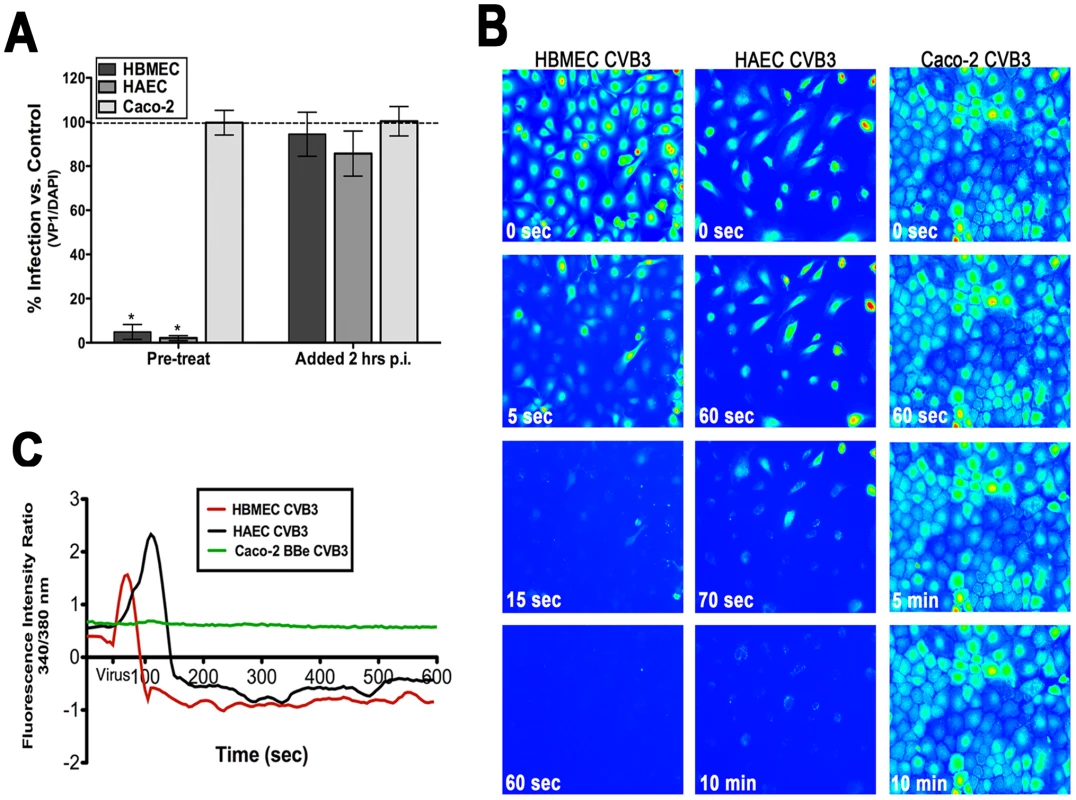 Intracellular Ca<sup>2+</sup> is required and mobilized in endothelia but not epithelia.