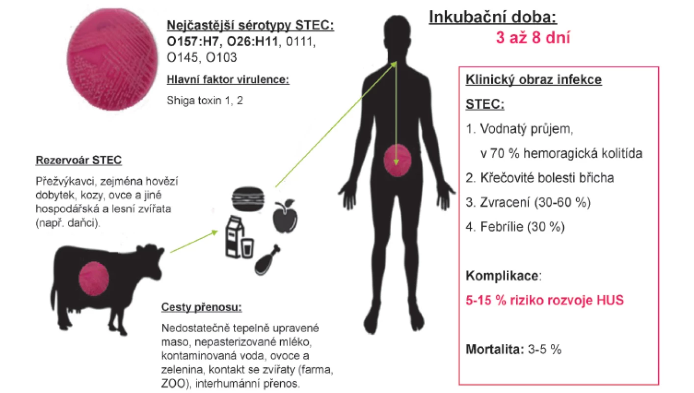 Charakteristika infekce Shiga toxin-produkující <em>E.coli</em> (STEC/VTEC/EHEC).