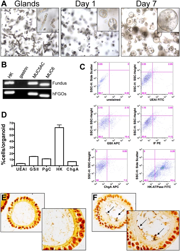 Development and characterization of hFGOs.